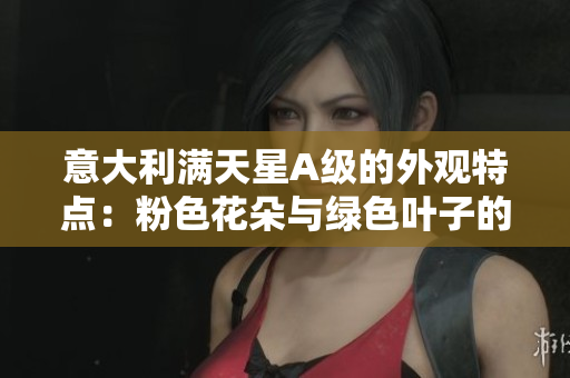 意大利满天星A级的外观特点：粉色花朵与绿色叶子的完美组合